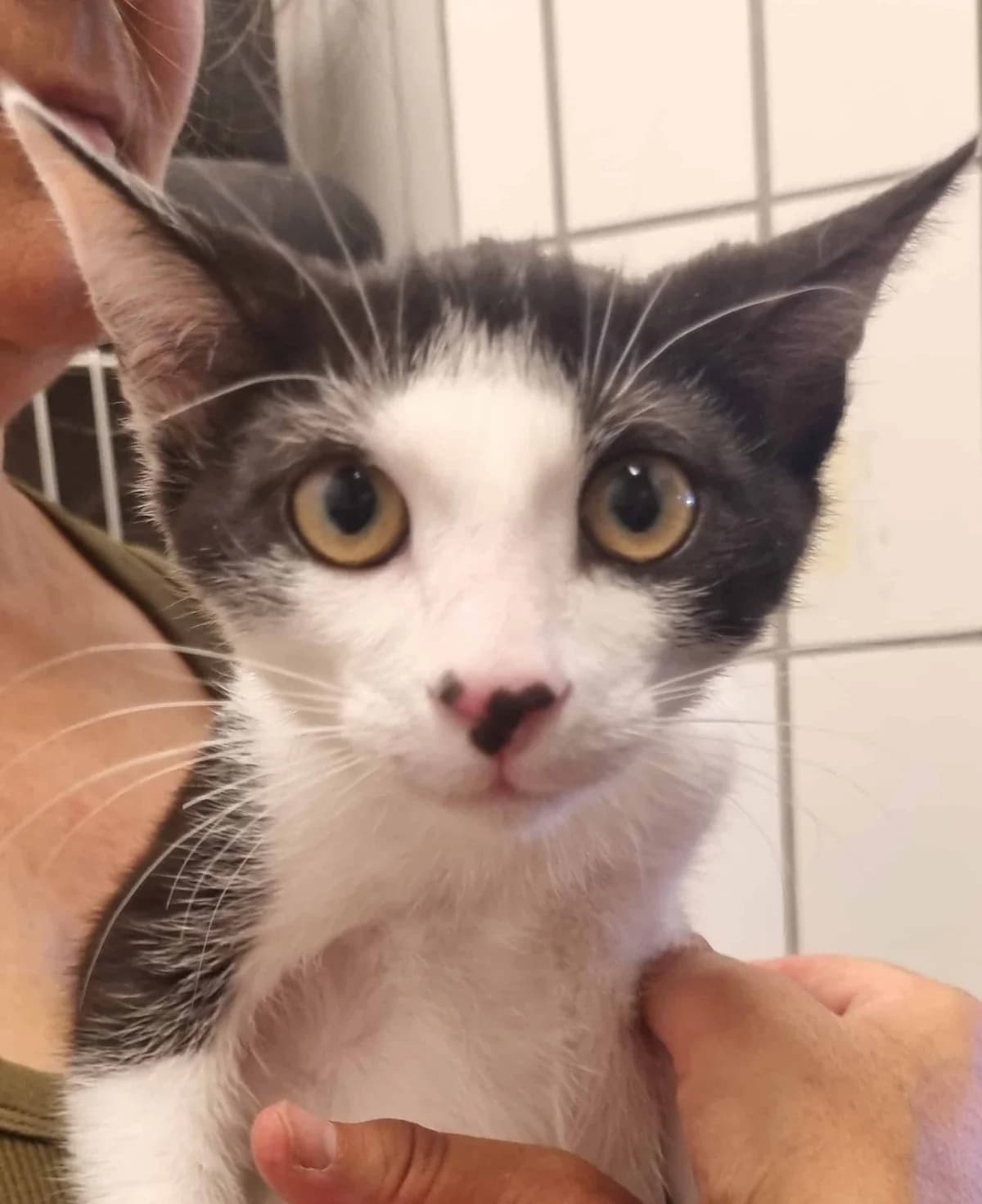 Noodle, puppy mixed breed for adoption at Tierheim Konstanz, Konstanz