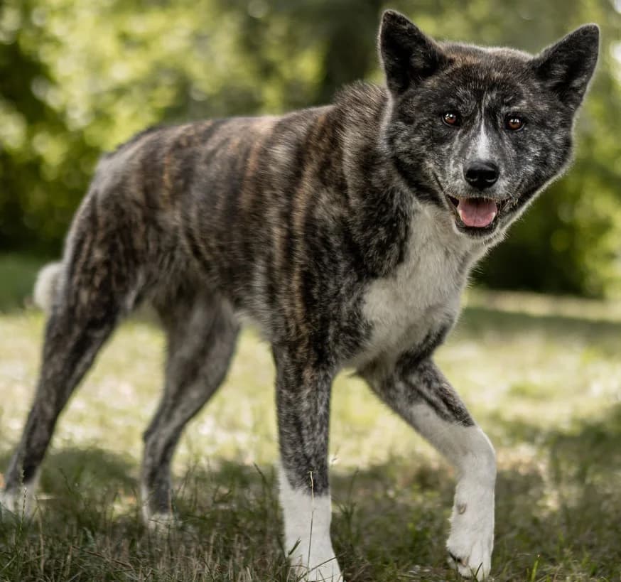 Sushi, 4yo Akita for adoption at Tierheim Konstanz, Konstanz