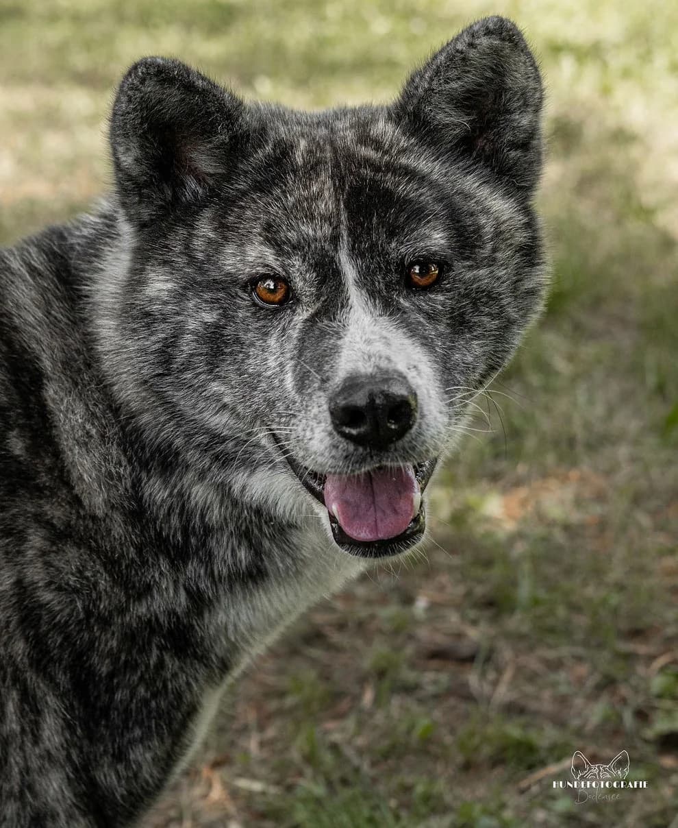 Uschi, 4yo Akita for adoption at Tierheim Konstanz, Konstanz