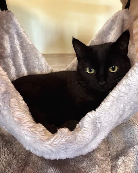 Emely, female 4yo mixed breed for adoption at Tierheim Korbach, Korbach