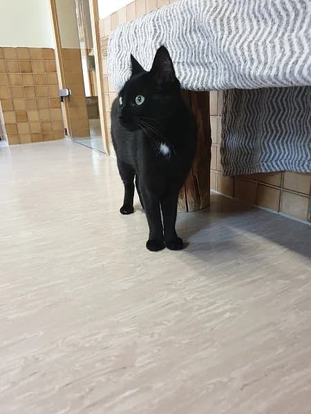 Emely, female 4yo mixed breed for adoption at Tierheim Korbach, Korbach