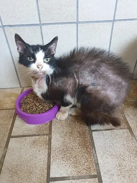 Fine, female Mixed Breed Cat for adoption at Tierheim Korbach, Korbach