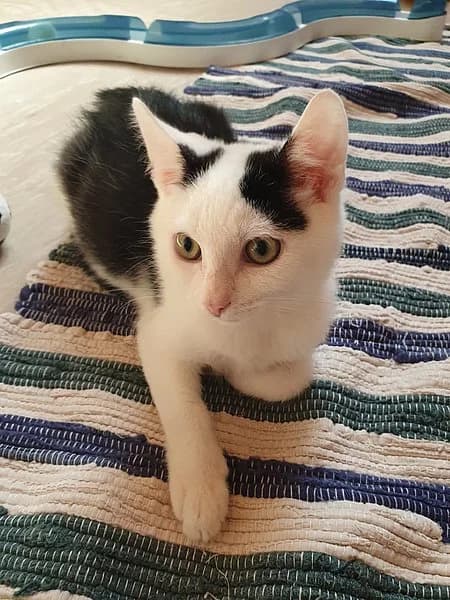 Finn, male puppy Mixed Breed Cat for adoption at Tierheim Korbach, Korbach