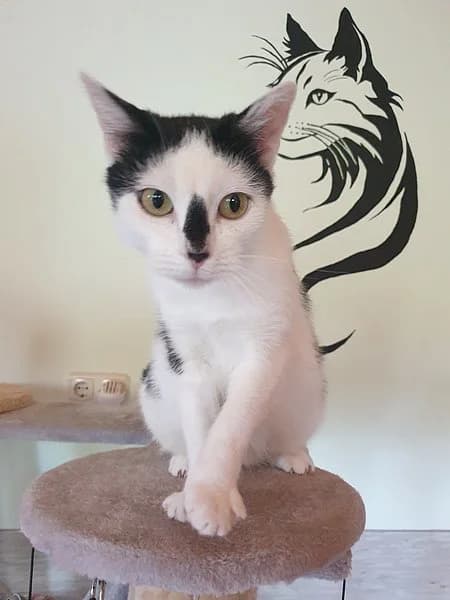 Kiki, female mixed breed for adoption at Tierheim Korbach, Korbach