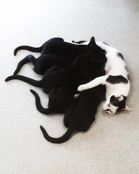 Kiki & ihre Kitten, female 4yo mixed breed for adoption at Tierheim Korbach, Korbach
