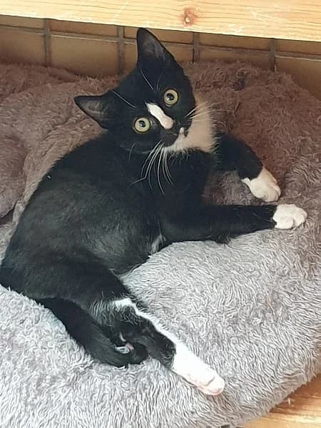 Marcy, female puppy Mixed Breed Cat for adoption at Tierheim Korbach, Korbach