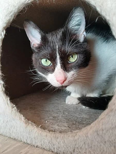Mickey, male 5yo Mixed Breed Cat for adoption at Tierheim Korbach, Korbach