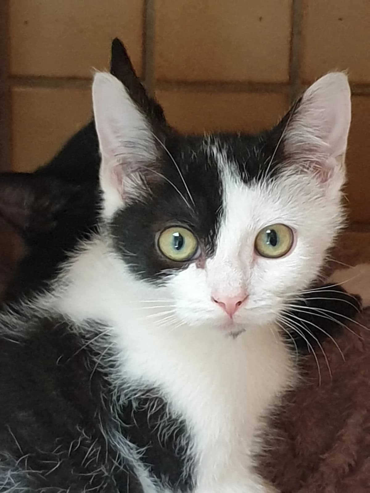 Phibi, female puppy Mixed Breed Cat for adoption at Tierheim Korbach, Korbach