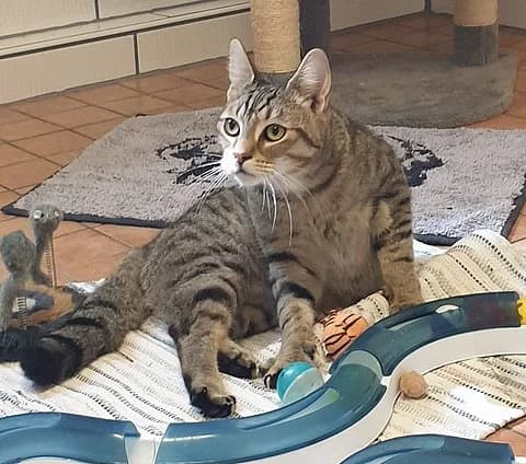 Simba, male Mixed Breed Cat for adoption at Tierheim Korbach, Korbach