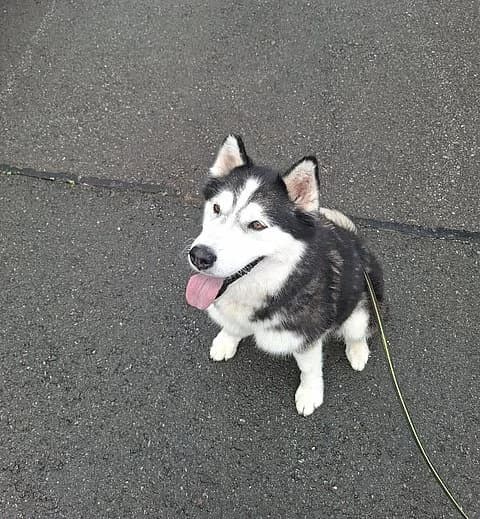 Skatt, female 7yo Husky for adoption at Tierheim Korbach, Korbach