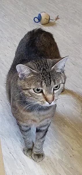 Tiffany, female young mixed breed for adoption at Tierheim Korbach, Korbach
