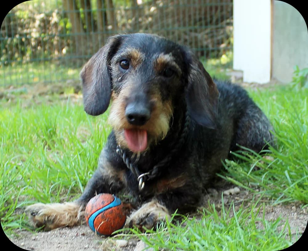 Gustl, Schwarz-Braun male senior Doberman for adoption at Tierheim Kossau-Lebrade (Plön)