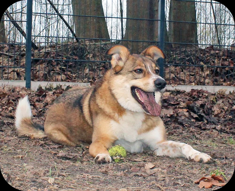 Hermann, Beige-Weiß-Dunkelbraun male senior Mixed Breed for adoption at Tierheim Kossau-Lebrade (Plön)