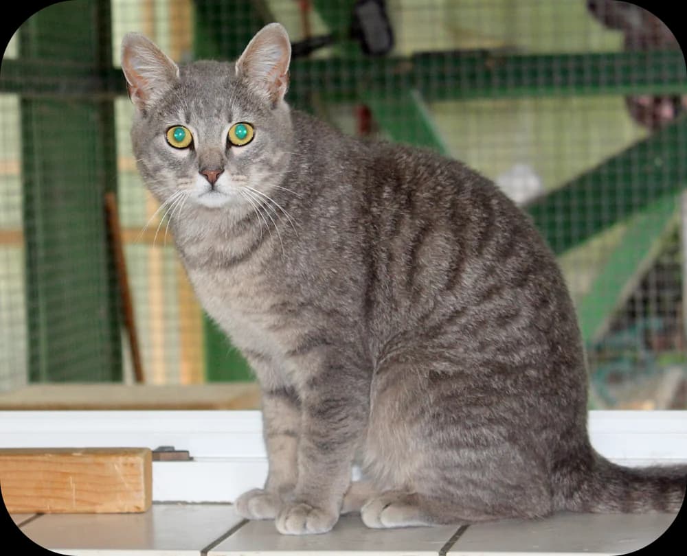 Mecki, Graubraun-getigert mit etwas Weiß male senior mixed breed for adoption at Tierheim Kossau-Lebrade (Plön)