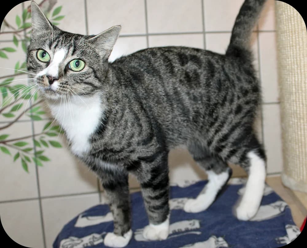 Priya, Grau-getigert mit Weiß female senior mixed breed for adoption at Tierheim Kossau-Lebrade (Plön)