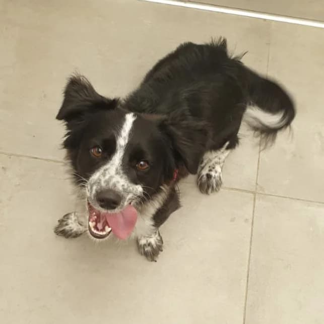 eth, male 4yo mixed breed for adoption at Tierheim Krefeld, Krefeld