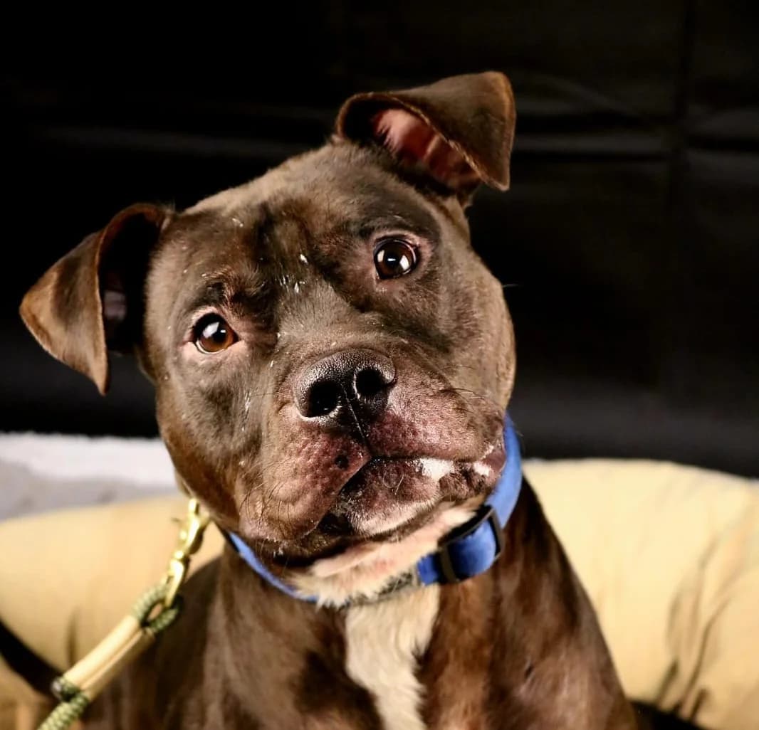 heo, male 4yo mixed breed for adoption at Tierheim Krefeld, Krefeld