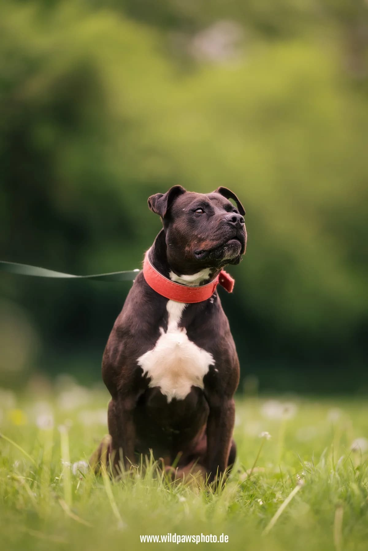 heo, male 4yo mixed breed for adoption at Tierheim Krefeld, Krefeld