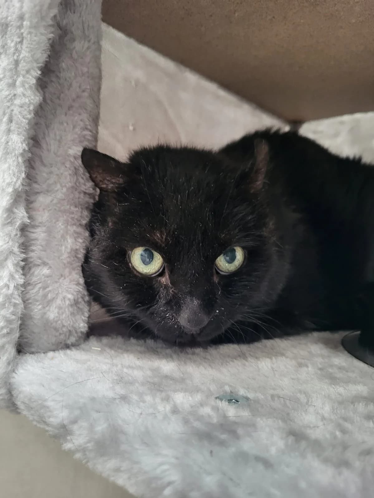 202530541/S, Mixed Breed for adoption at Tierheim Krefeld, Krefeld