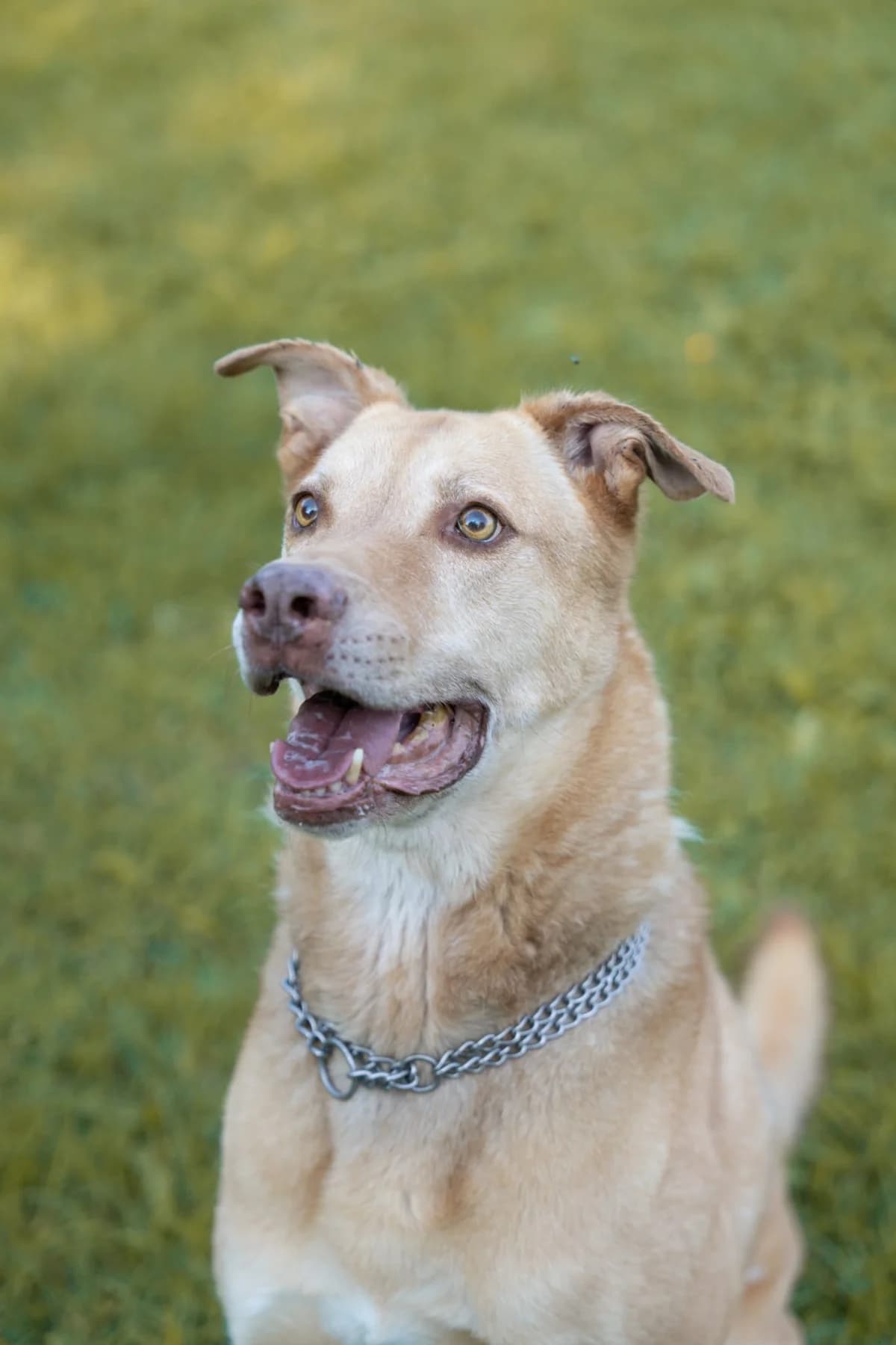 Lio, male senior German Shepherd for adoption at Tierheim Krefeld, Krefeld
