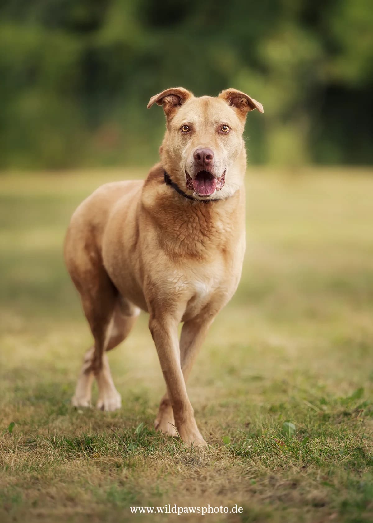 Lio, male senior German Shepherd for adoption at Tierheim Krefeld, Krefeld