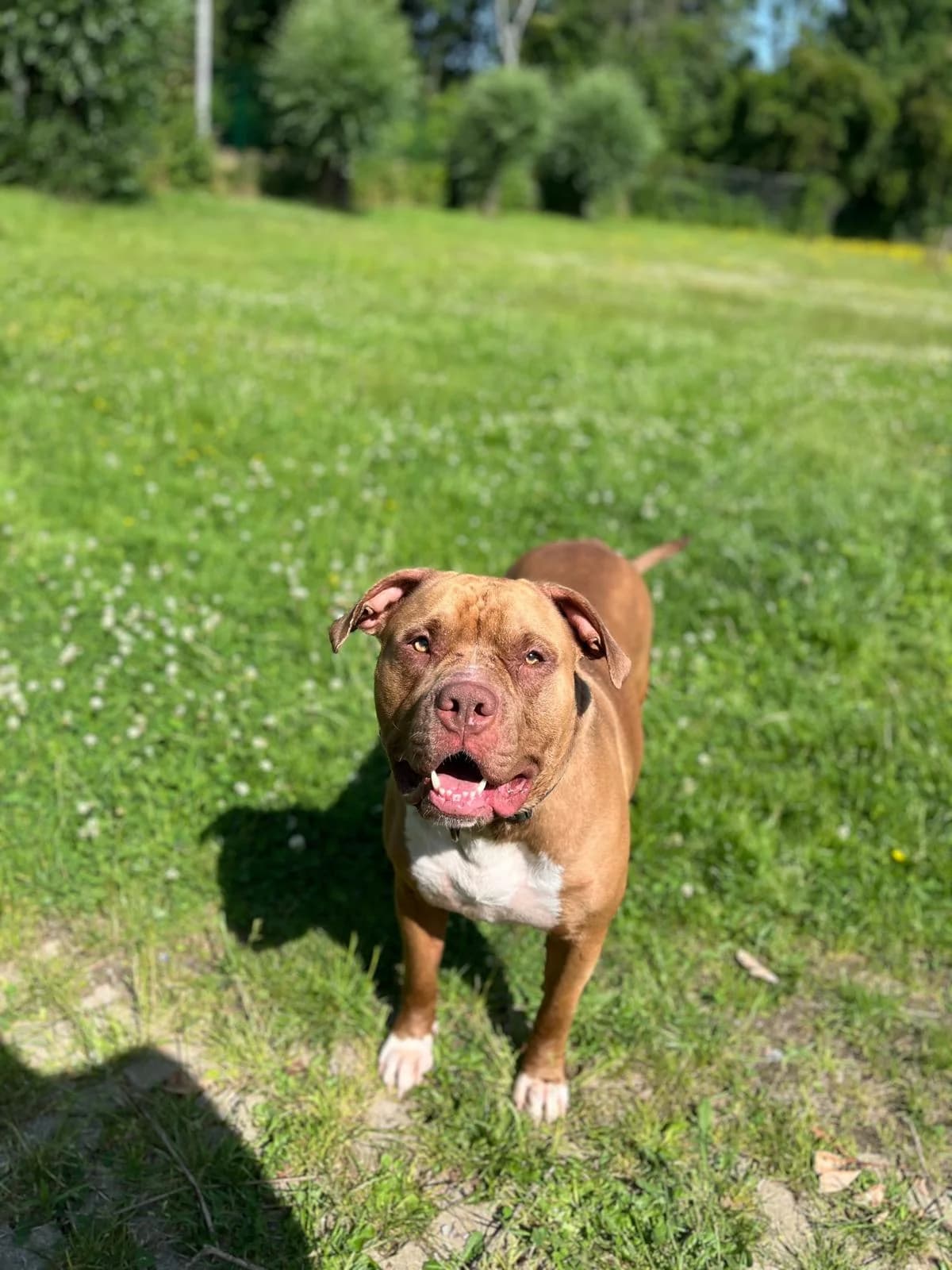 Chico, male Cane Corso for adoption at Tierheim Krefeld, Krefeld