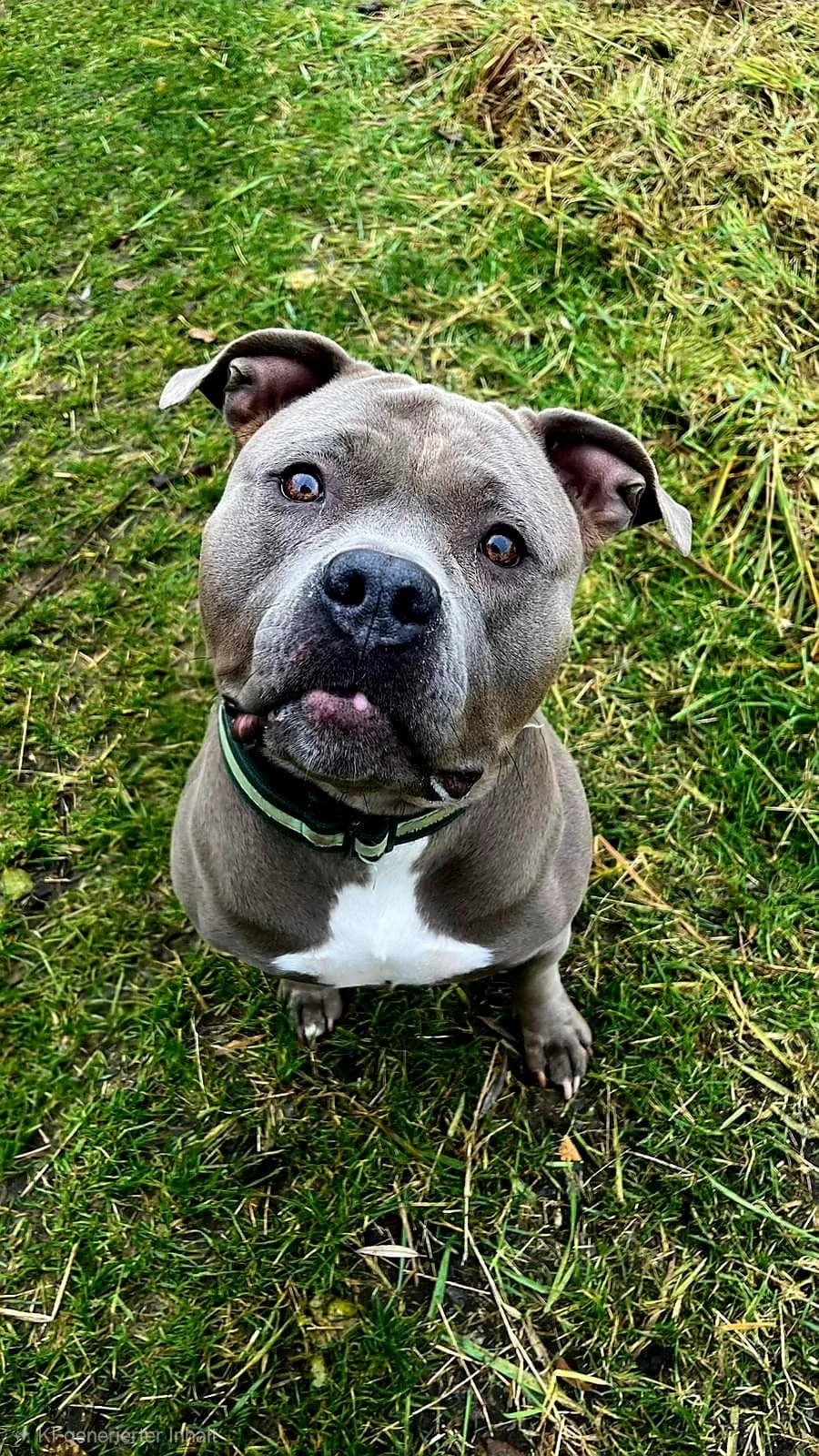 ala, female 4yo English Bulldog for adoption at Tierheim Krefeld, Krefeld