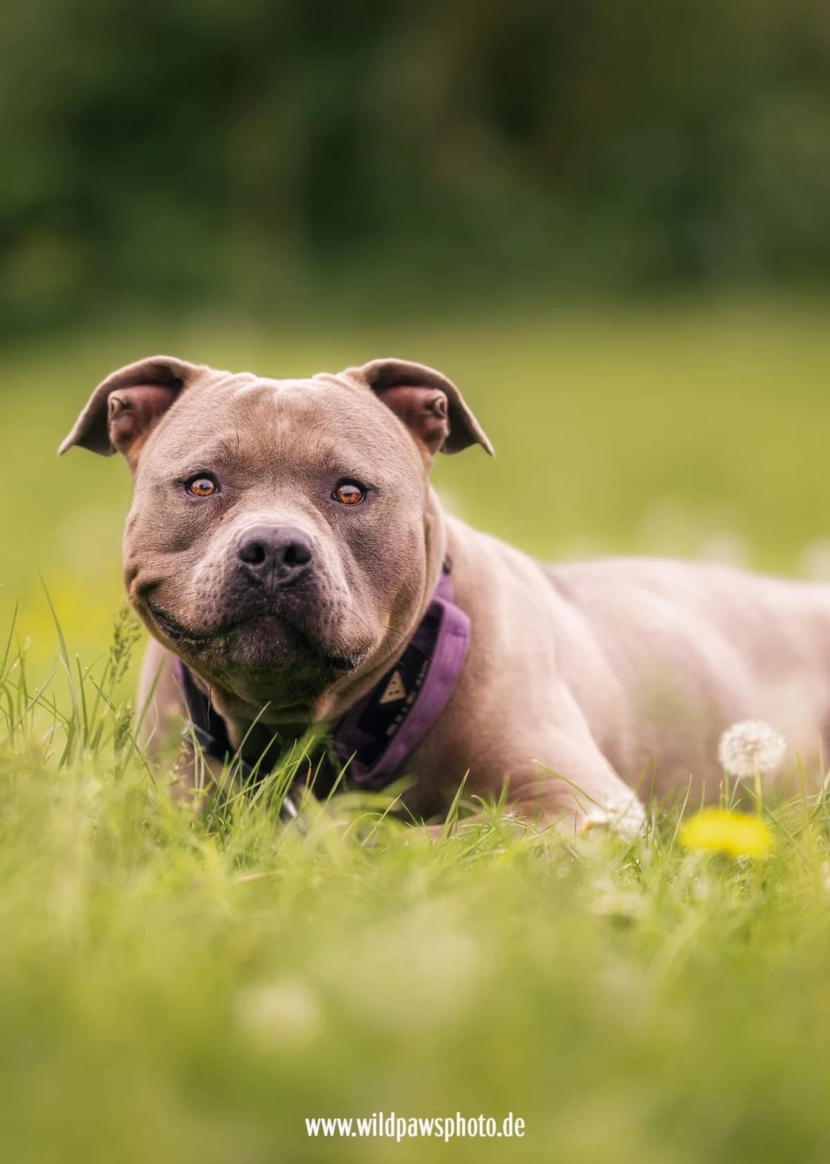 ala, female 4yo English Bulldog for adoption at Tierheim Krefeld, Krefeld