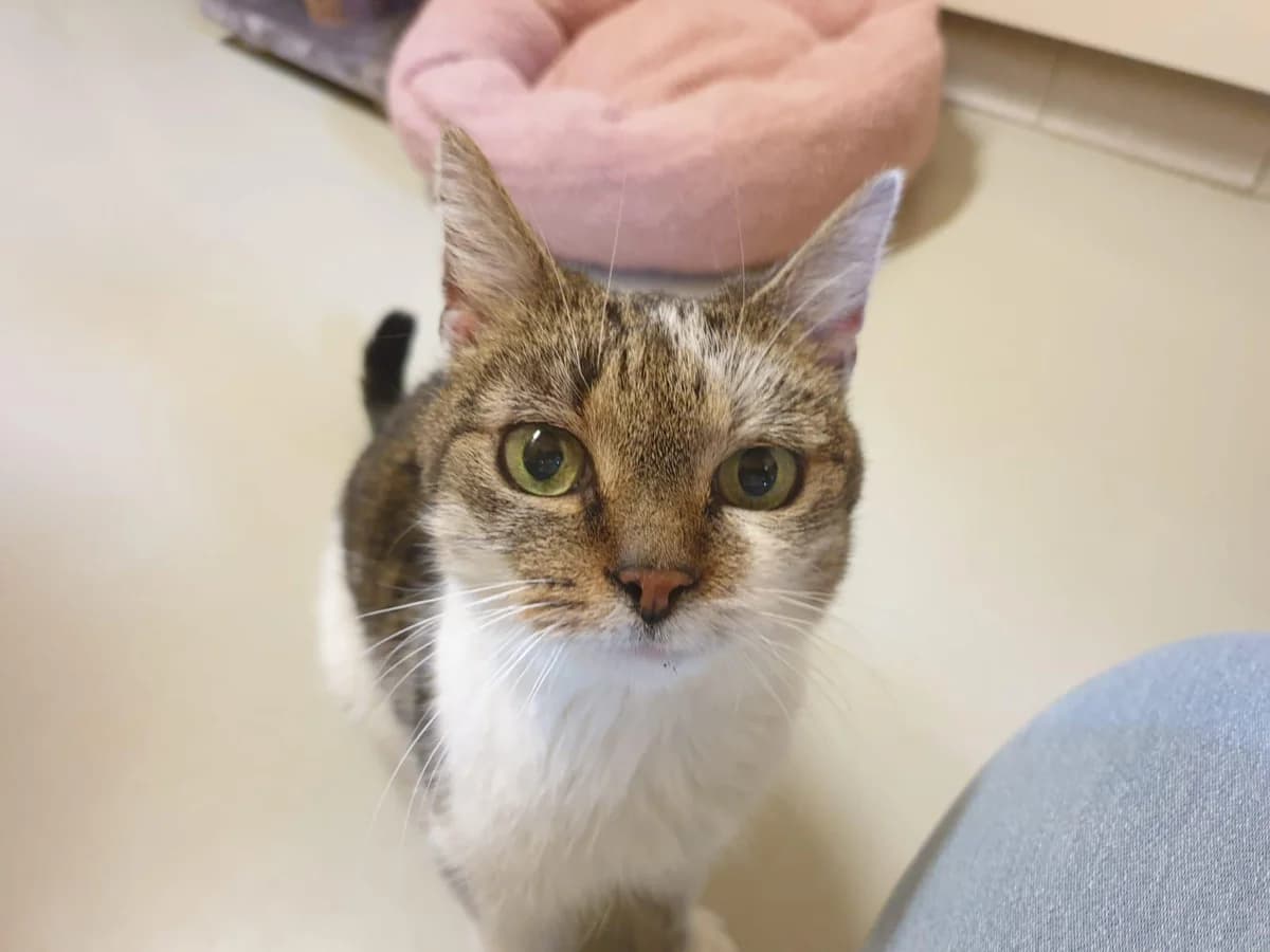 Ü, Mixed Breed for adoption at Tierheim Krefeld, Krefeld