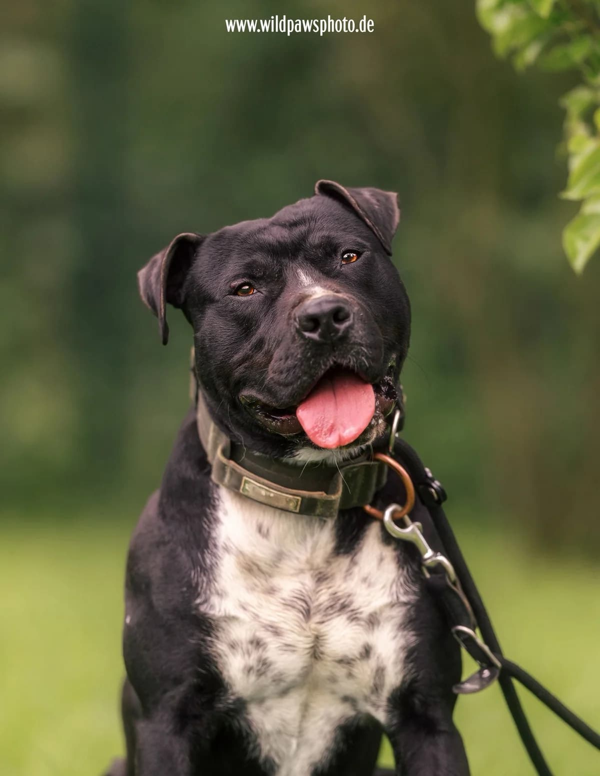 Kalle, male 3yo mixed breed for adoption at Tierheim Krefeld, Krefeld