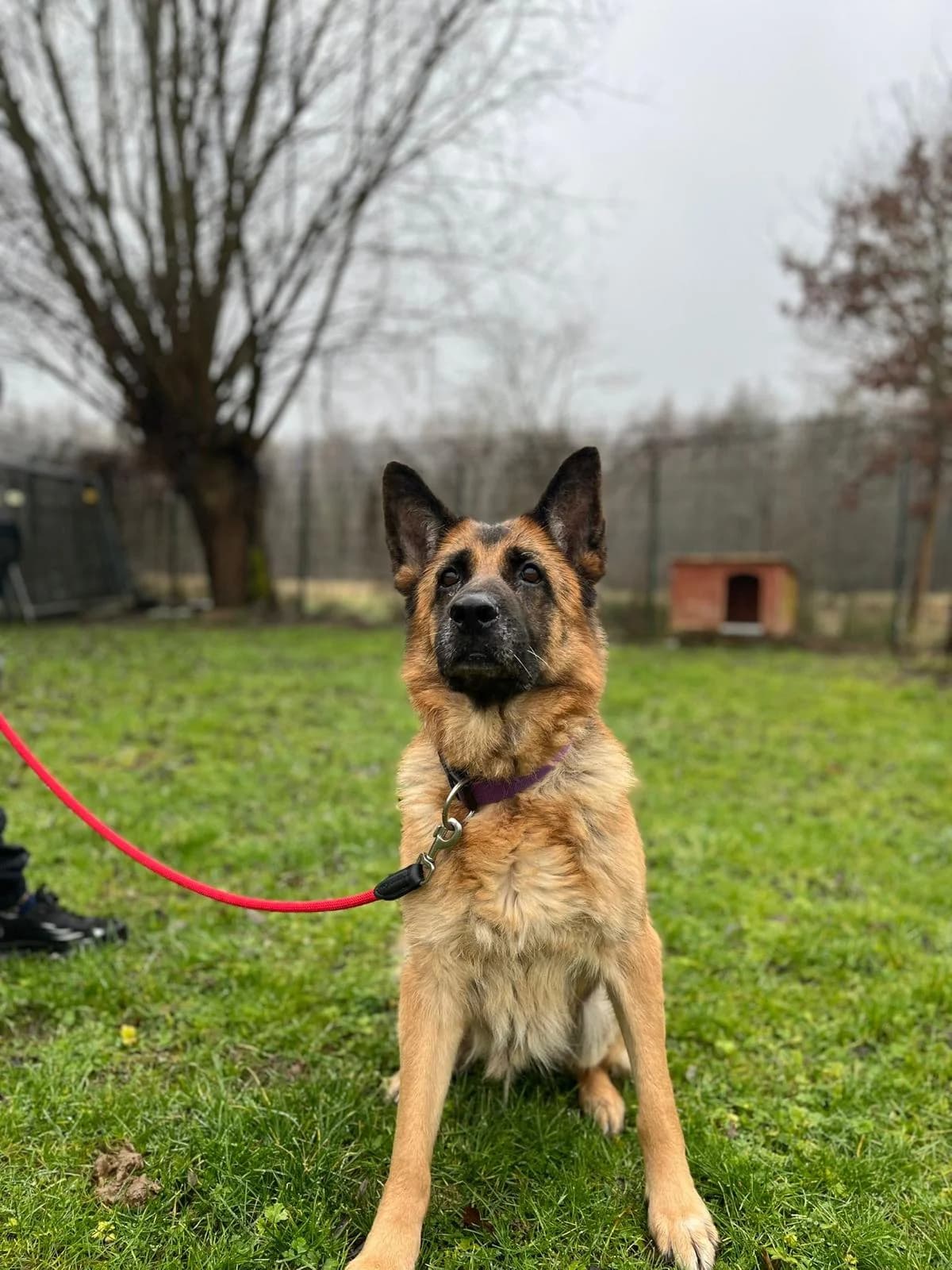 Kylie, female senior German Shepherd for adoption at Tierheim Krefeld, Krefeld