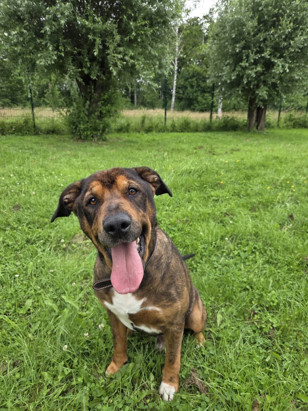 izard, senior Mixed Breed for adoption at Tierheim Krefeld, Krefeld