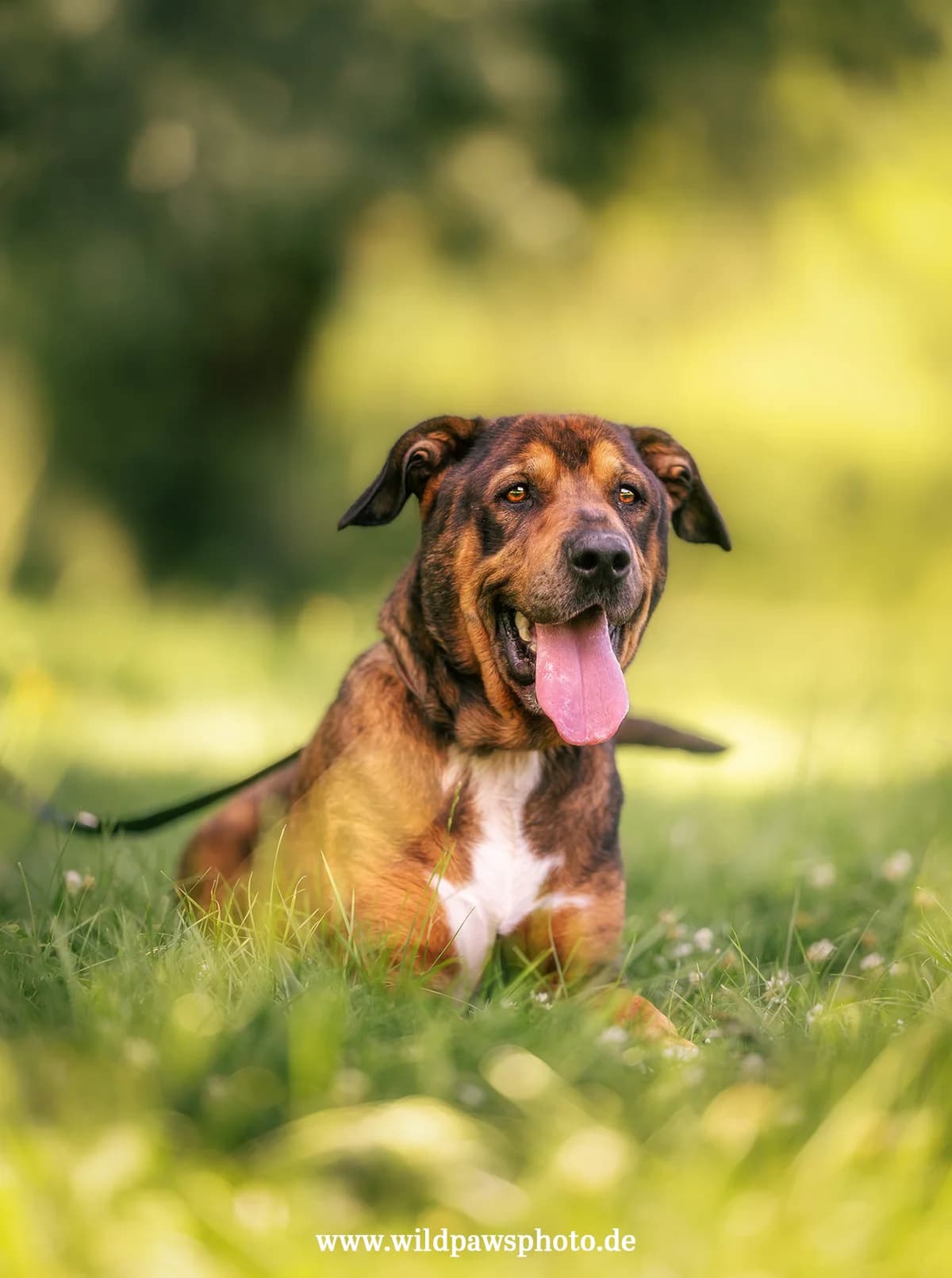 izard, senior Mixed Breed for adoption at Tierheim Krefeld, Krefeld