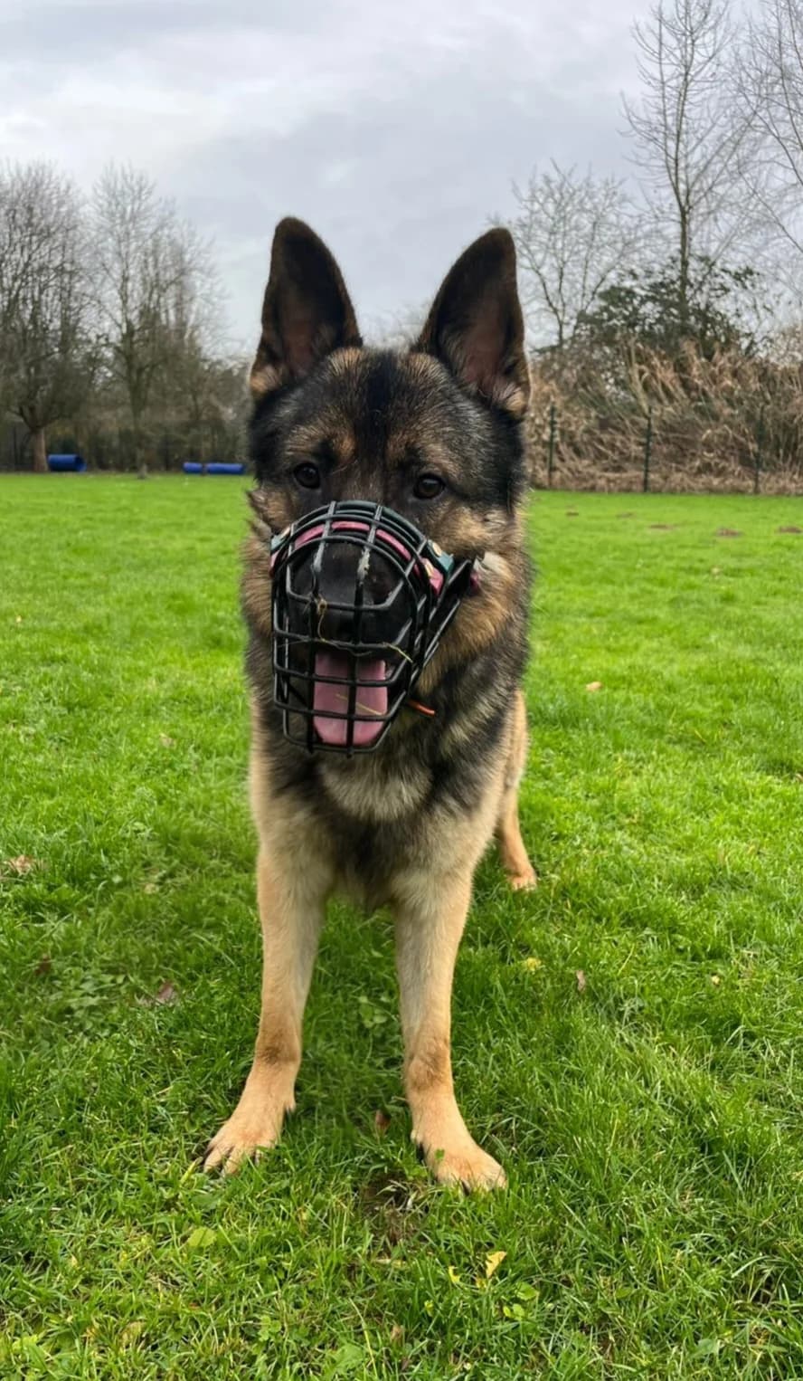 utch, male 4yo German Shepherd for adoption at Tierheim Krefeld, Krefeld
