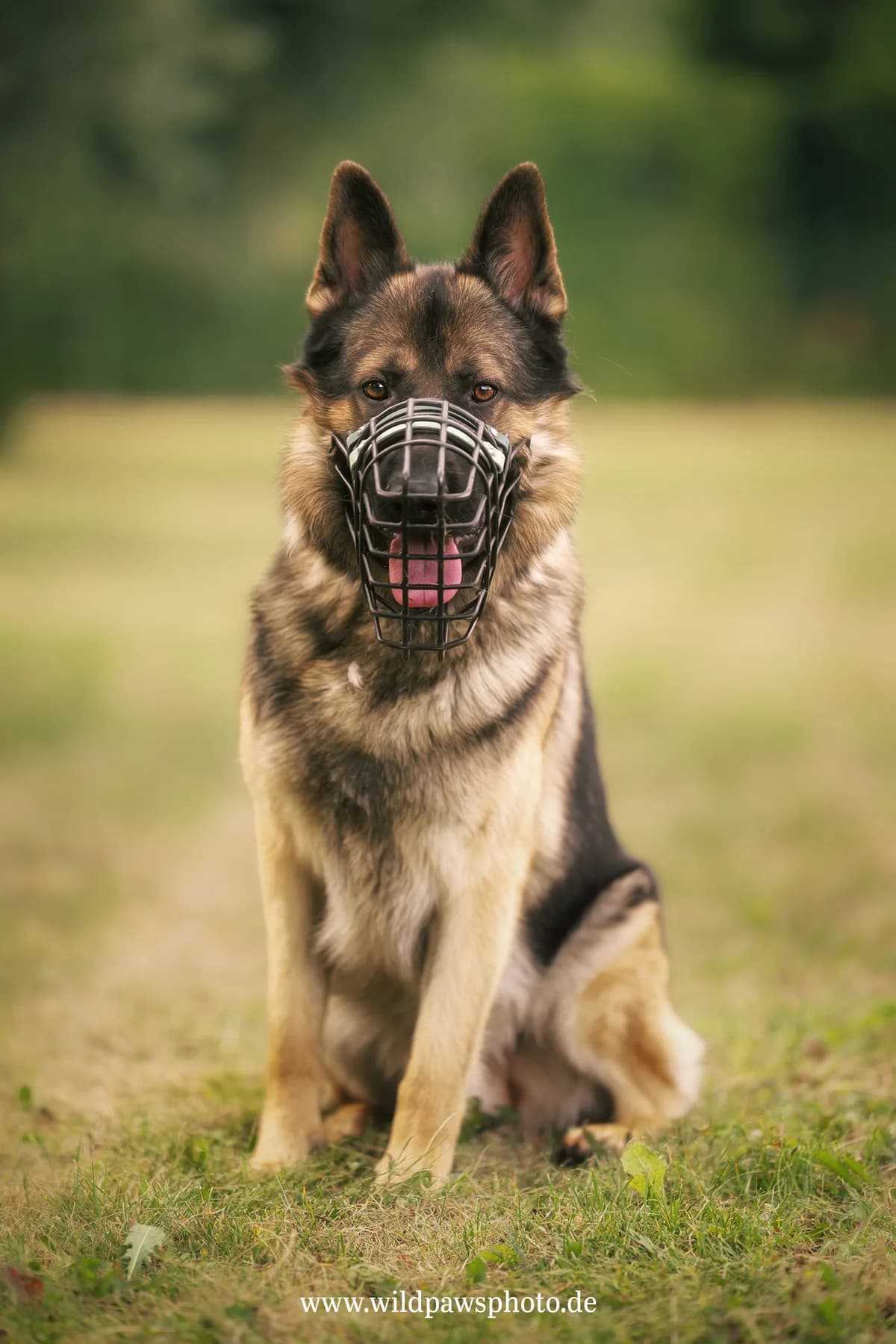 utch, male 4yo German Shepherd for adoption at Tierheim Krefeld, Krefeld
