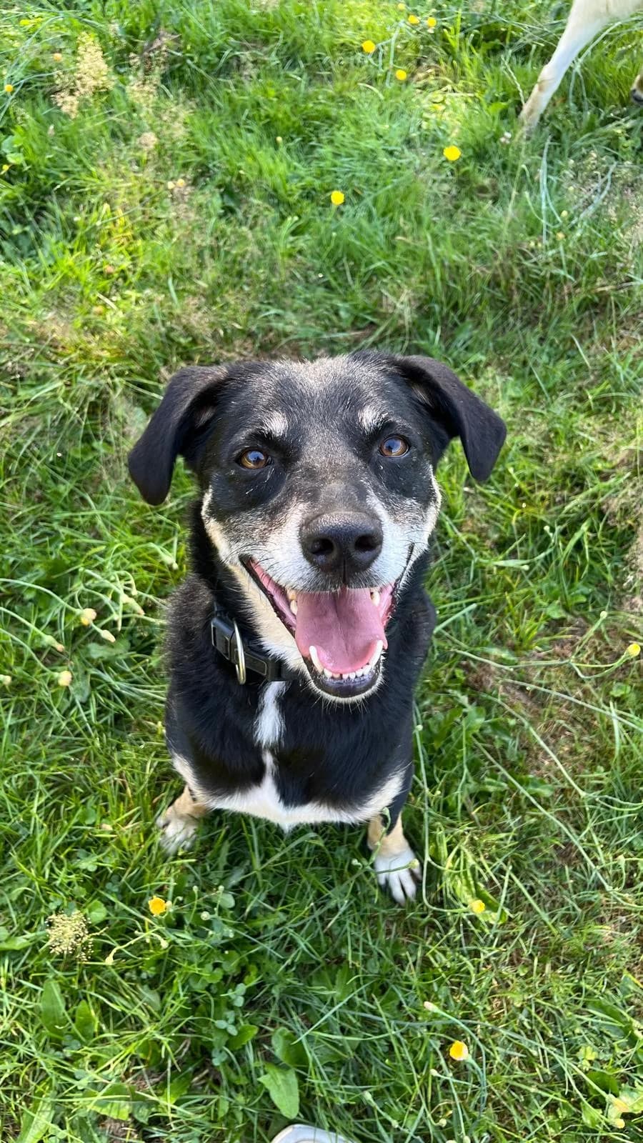 ouis, male 3yo Mixed Breed for adoption at Tierheim Krefeld, Krefeld