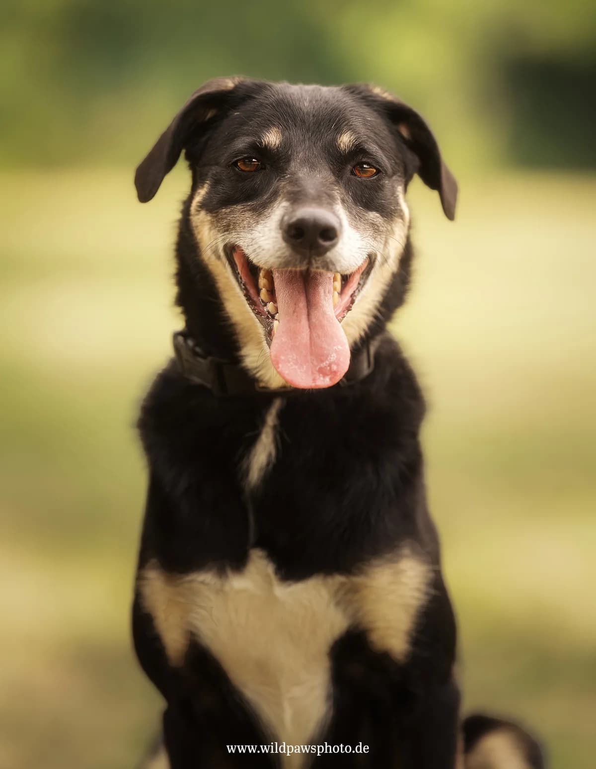 ouis, male 4yo Mixed Breed for adoption at Tierheim Krefeld, Krefeld