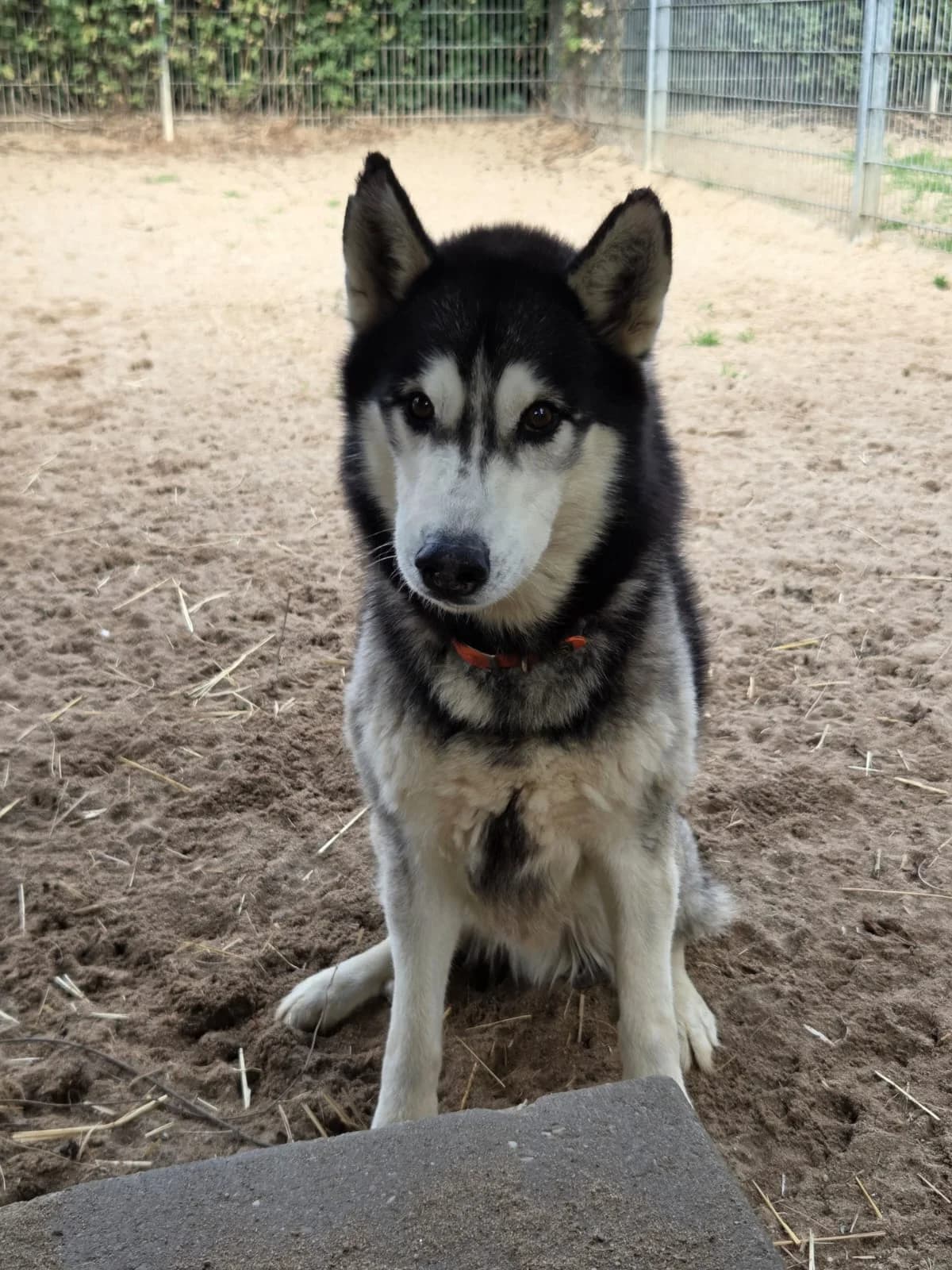 ascha, senior Husky for adoption at Tierheim Krefeld, Krefeld