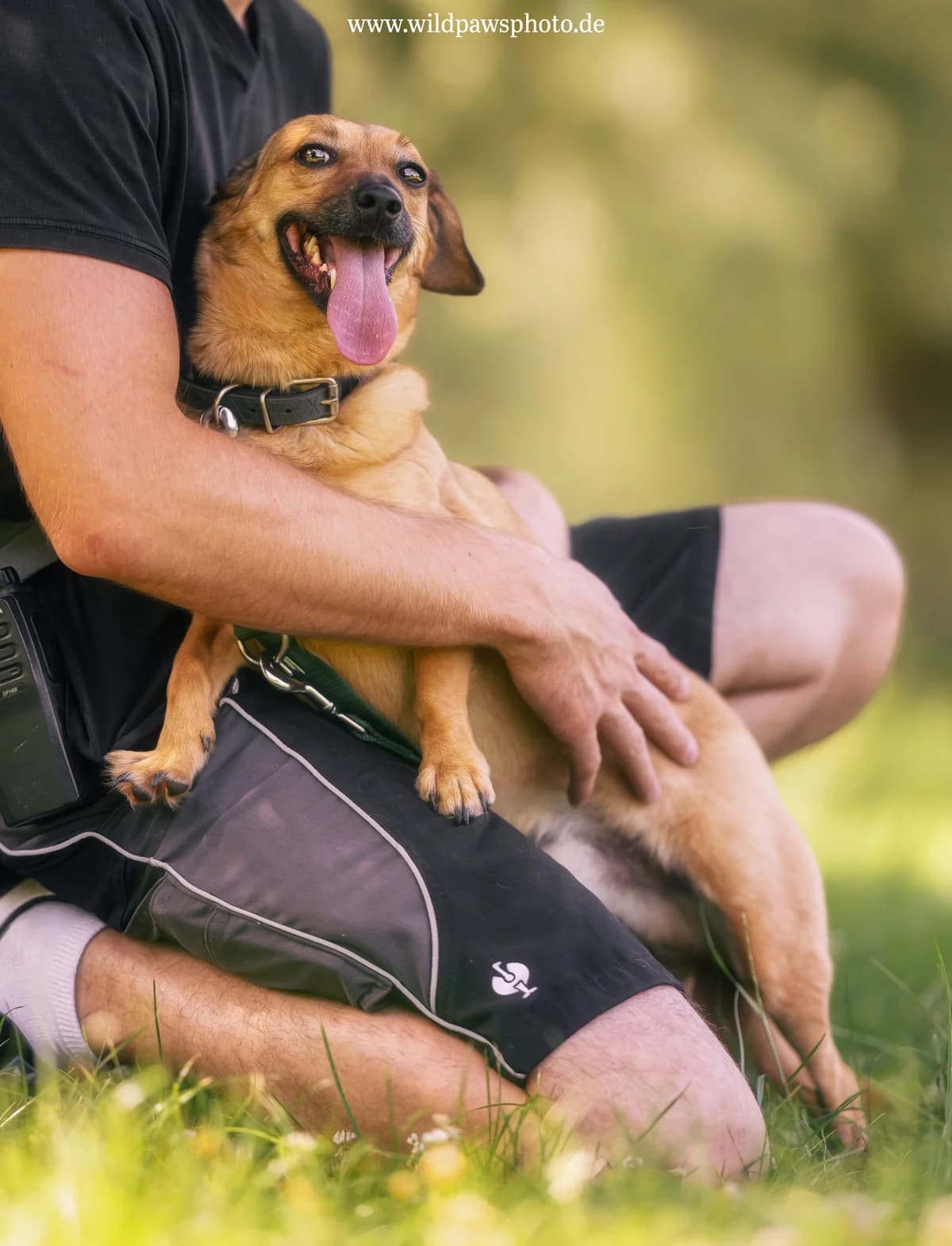 Snoopy 202631658/S, male 4yo Mixed Breed for adoption at Tierheim Krefeld, Krefeld