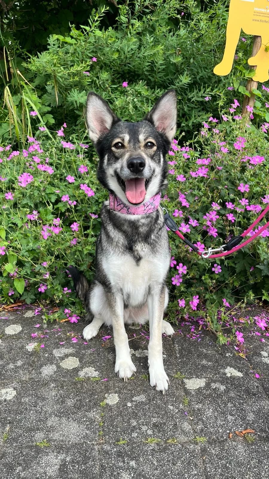Susi, 5yo German Shepherd for adoption at Tierheim Krefeld, Krefeld