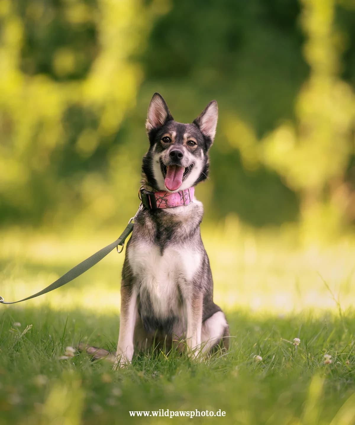 Susi, 5yo German Shepherd for adoption at Tierheim Krefeld, Krefeld