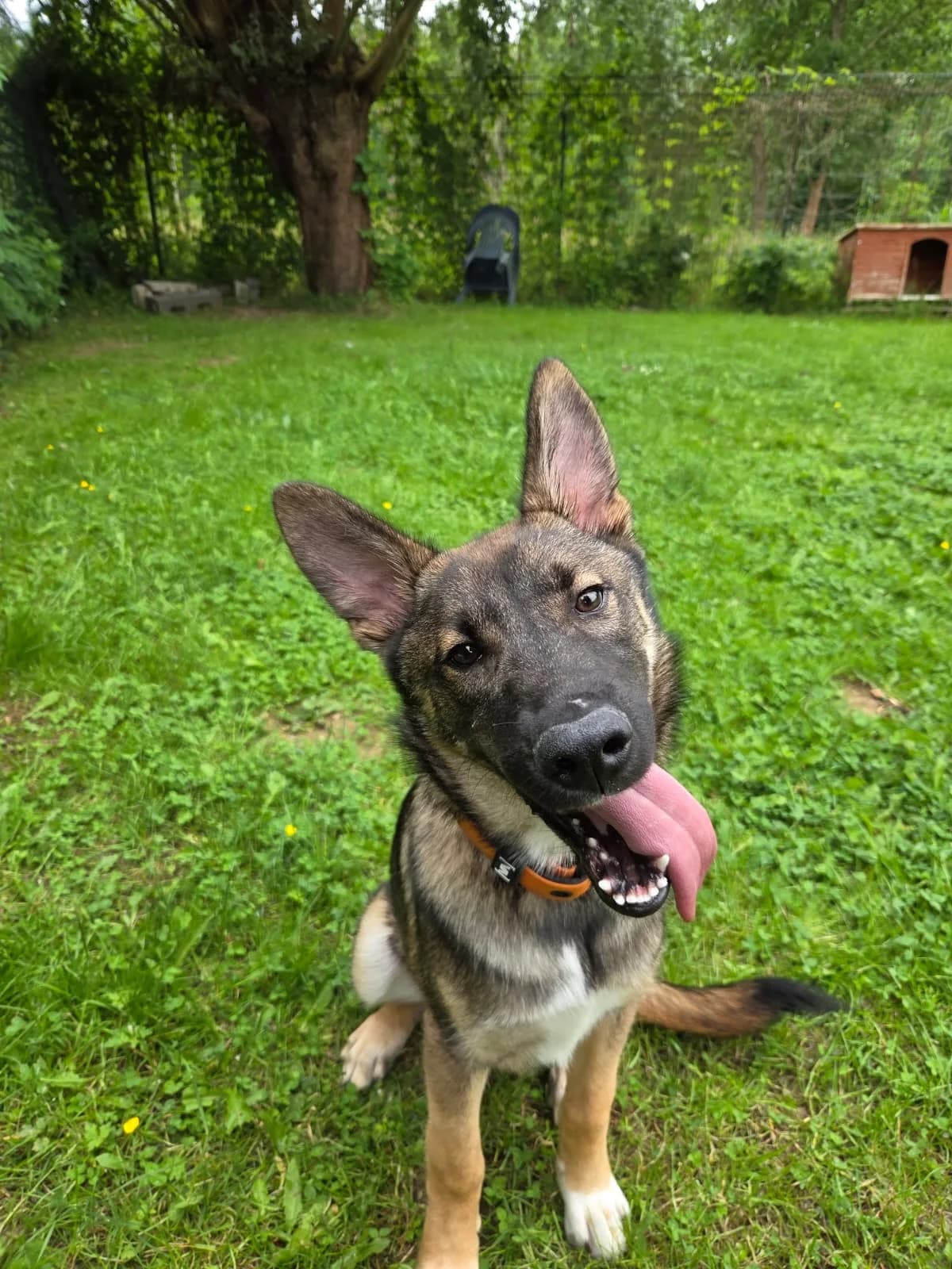 Strolchi, puppy Husky for adoption at Tierheim Krefeld, Krefeld