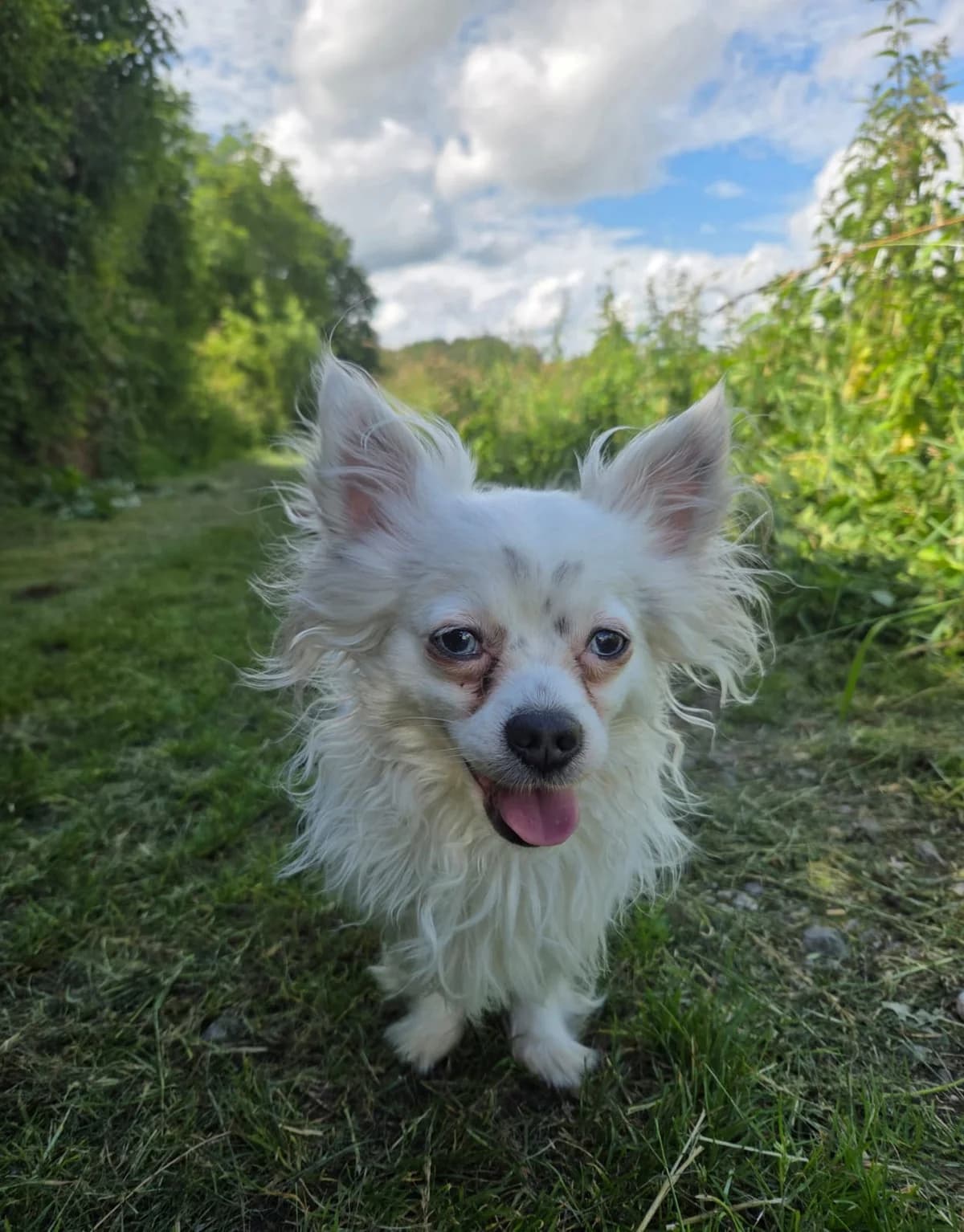 zzy, male 5yo Chihuahua for adoption at Tierheim Krefeld, Krefeld