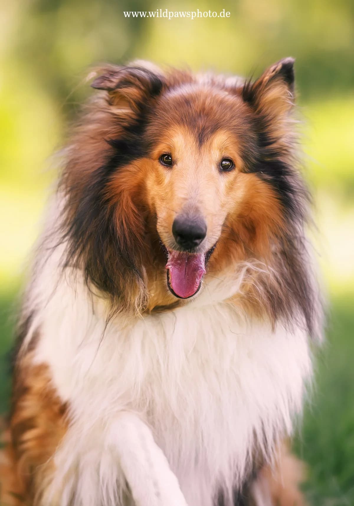 madeo, male 7yo Collie for adoption at Tierheim Krefeld, Krefeld