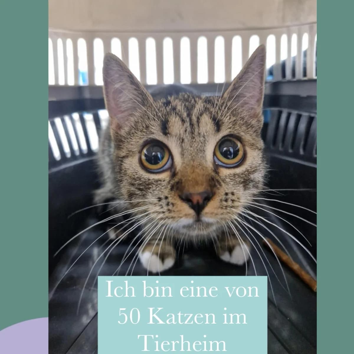 Ich bin Eine von über 50 Katzen im Tierheim, Mixed Breed for adoption at Tierheim Krefeld, Krefeld