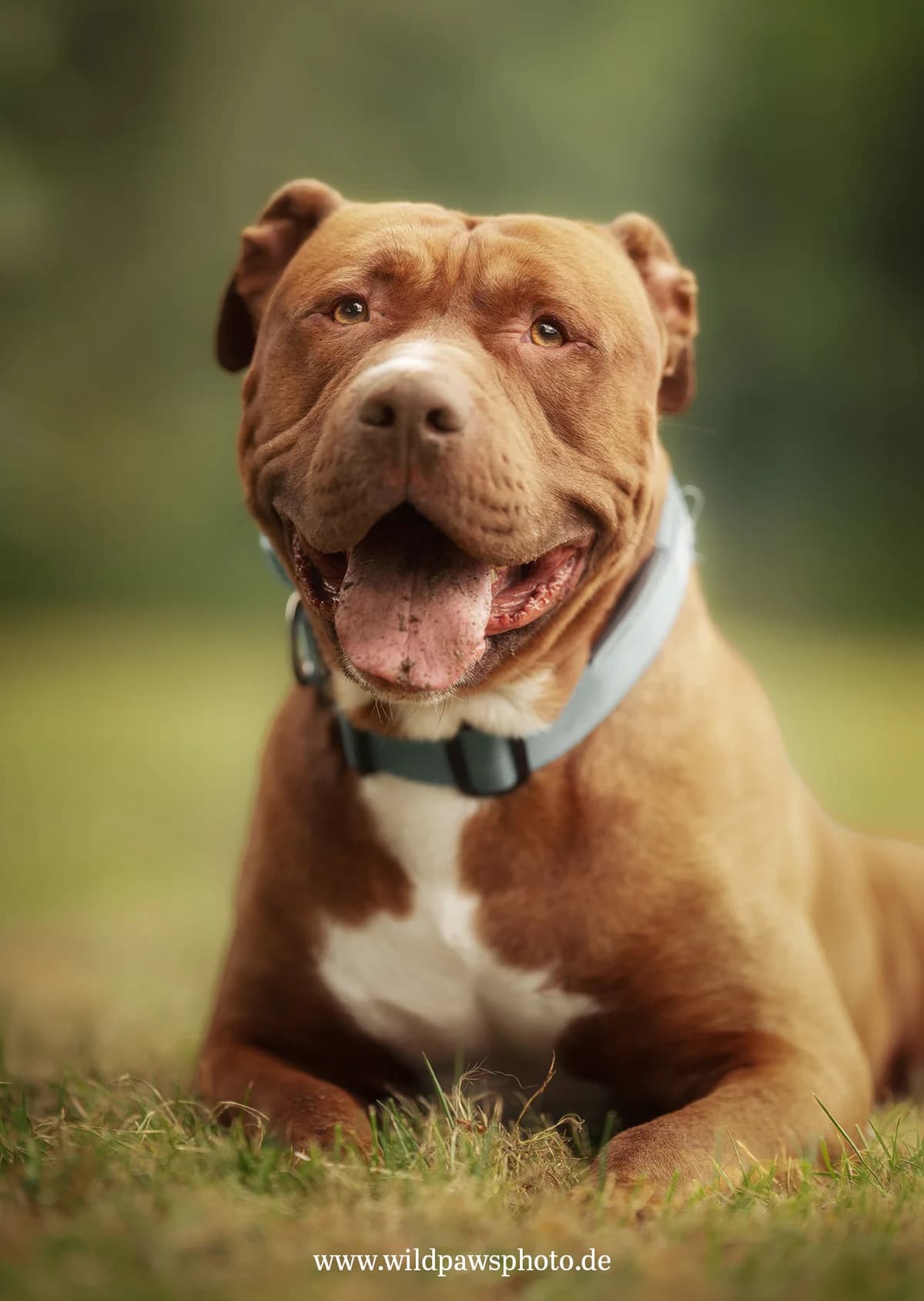 Reg. Nr, male 5yo American Staffordshire Terrier for adoption at Tierheim Krefeld, Krefeld