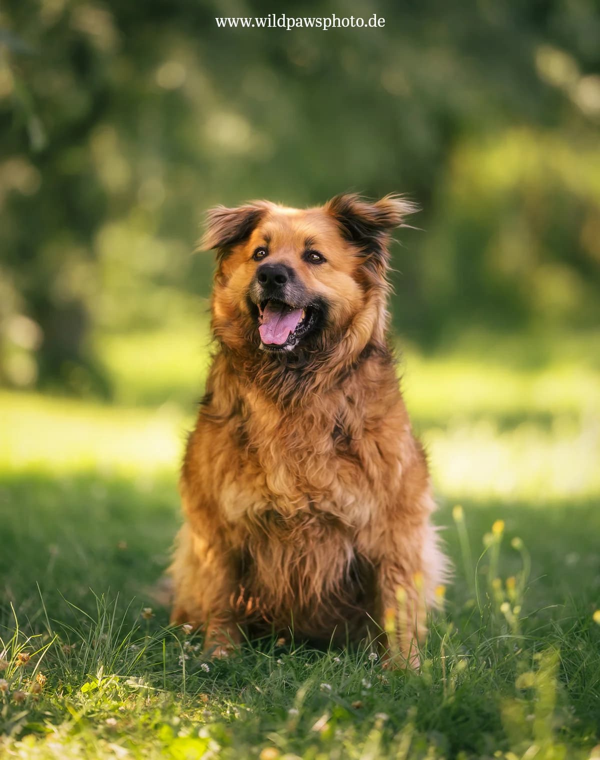 Robby 202531380/S, male senior Mixed Breed for adoption at Tierheim Krefeld, Krefeld