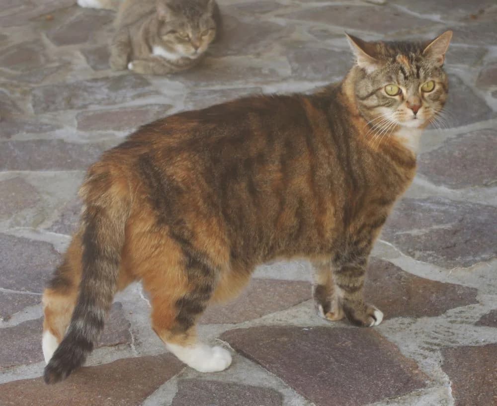 KITTY β, grau puppy Mixed Breed for adoption at Tierheim Kronach, Marktrodach