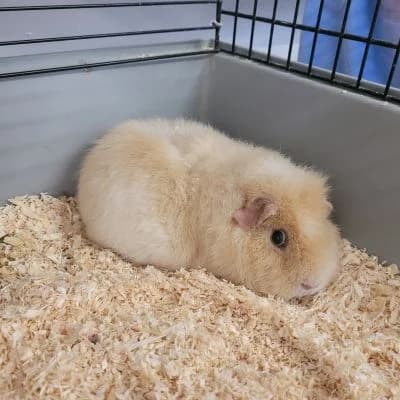 Tierschutzverein, male Mixed Breed for adoption at Tierschutz-Verein Kulmbach u. Umgebung e.V.