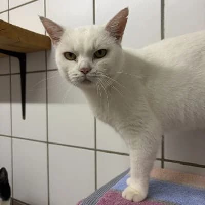 Tierschutzverein, merle 6yo Mixed Breed for adoption at Tierschutz-Verein Kulmbach u. Umgebung e.V.